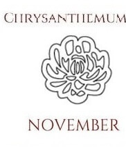 November Chrysantheme
